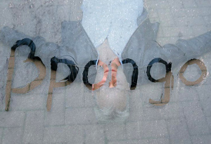 �pongo